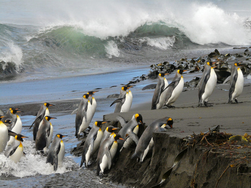 Hirsux = journée Linux hirsute!